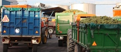 Largas colas de tractores en la provincia de Ciudad Real para descargar la uva