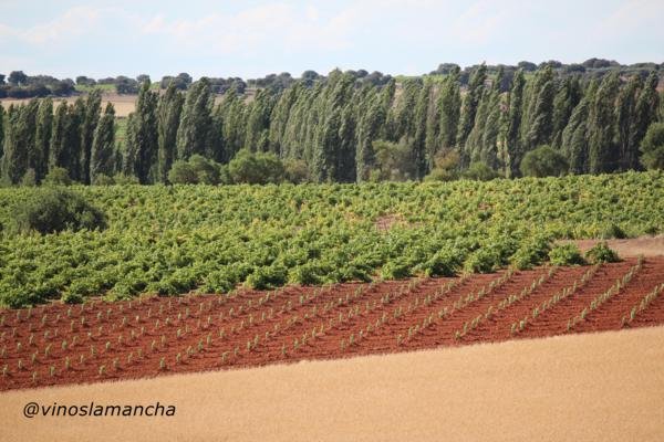 La vendimia empieza a generalizarse en Castilla La Mancha