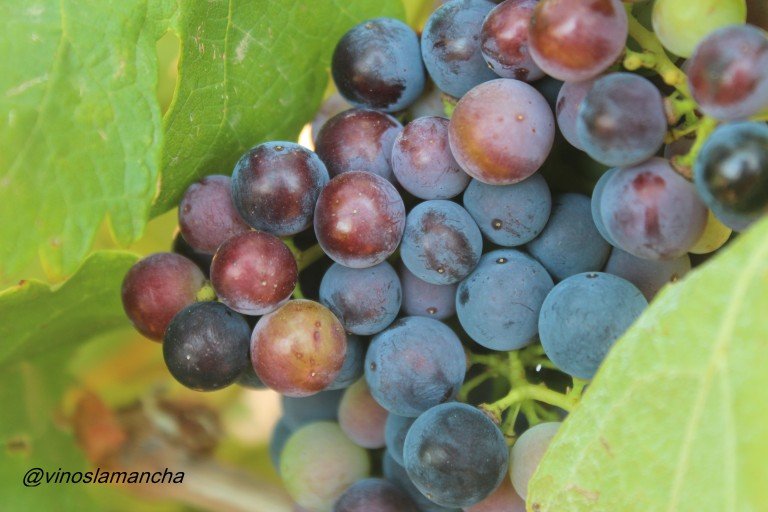 Los viticultores enfadados deciden parar la vendimia en Valdepeñas