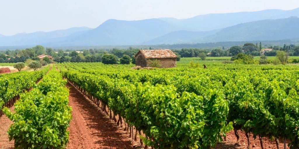 Nuevas plantaciones de viñedo para 2020