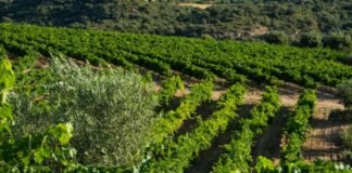 reestructuración de viñedo en España