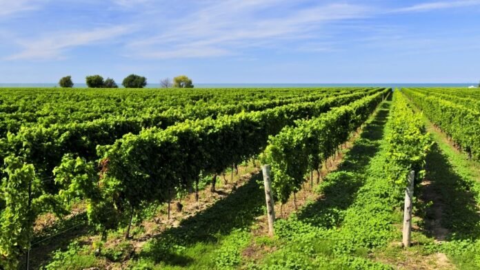 cubierta vegetal viñedo ventajas inconvenientes