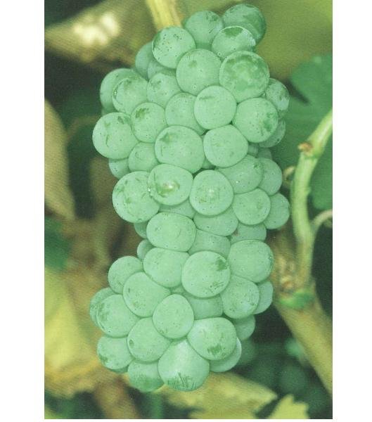 características uva sauvignon blanc