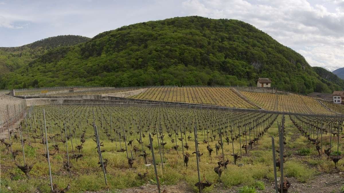 El 96% de la superficie de viñedo en España pertenece a alguna denominación