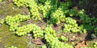 uvas suelo cosecha verde