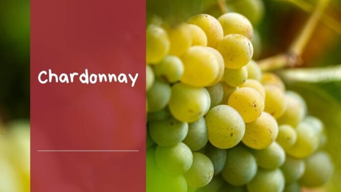 caracteristicas uva chardonnay variedad vinos