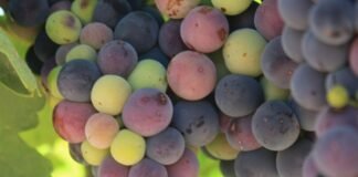 qué es el envero de la uva vid viñedo