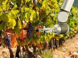 vino y tecnología tendencias sector vitivinicola
