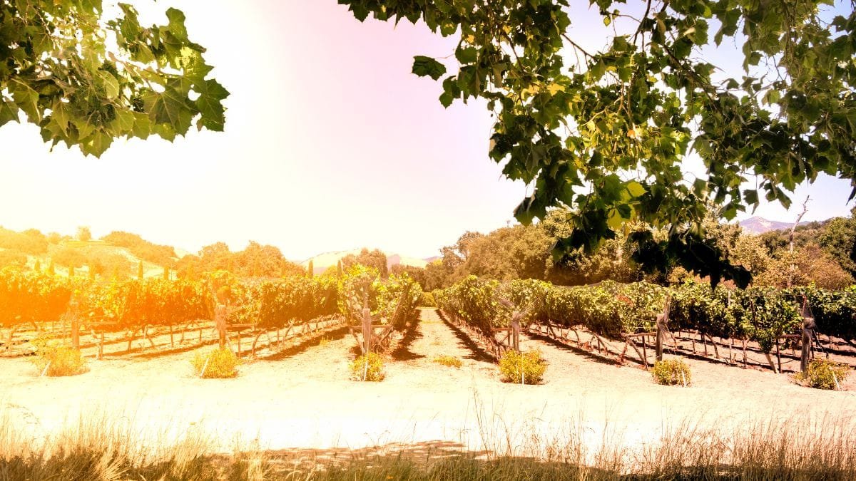 127 bodegas ya lucen el certificado de sostenibilidad SWfCP