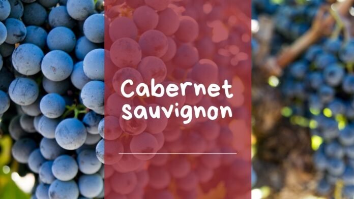 características cabernet sauvignon uva vid vino