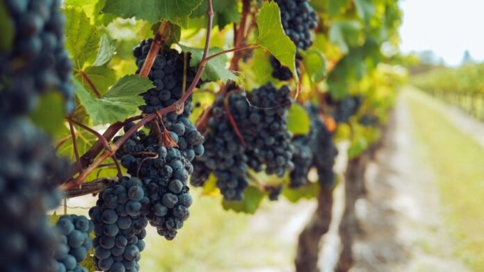 estimacion cosecha de vino vendimia europa 2023