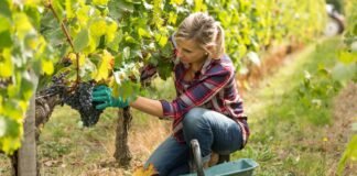 la mujer en viticultura en españa datos 2023
