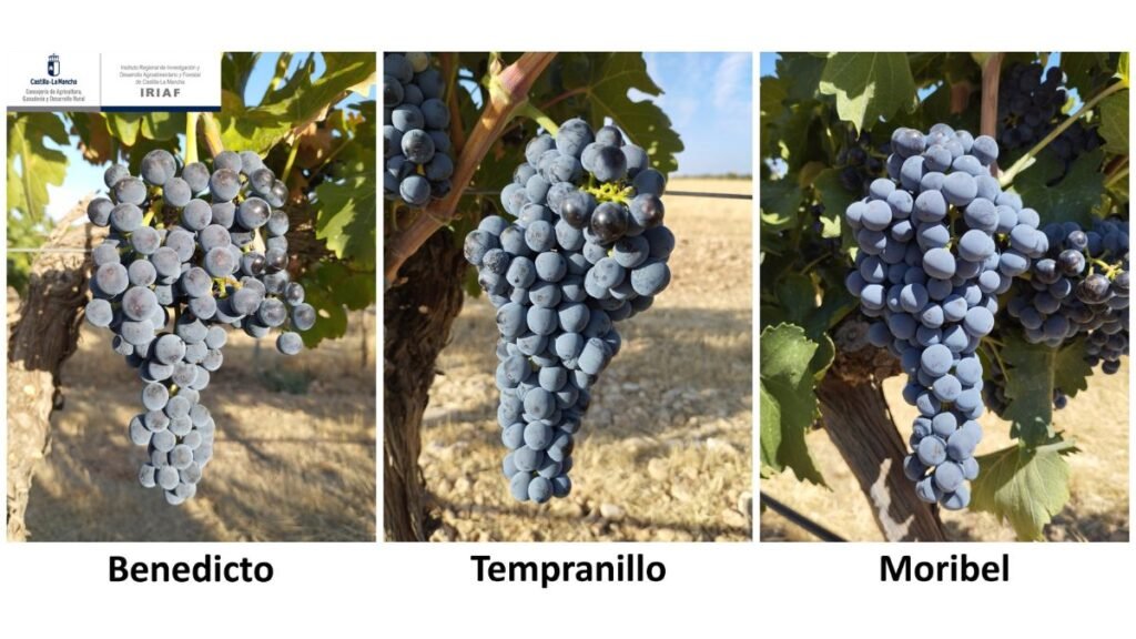 nuevas variedades de uva tinta