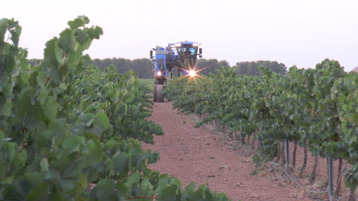 La vendimia arranca en la DO La Mancha con las primeras uvas blancas