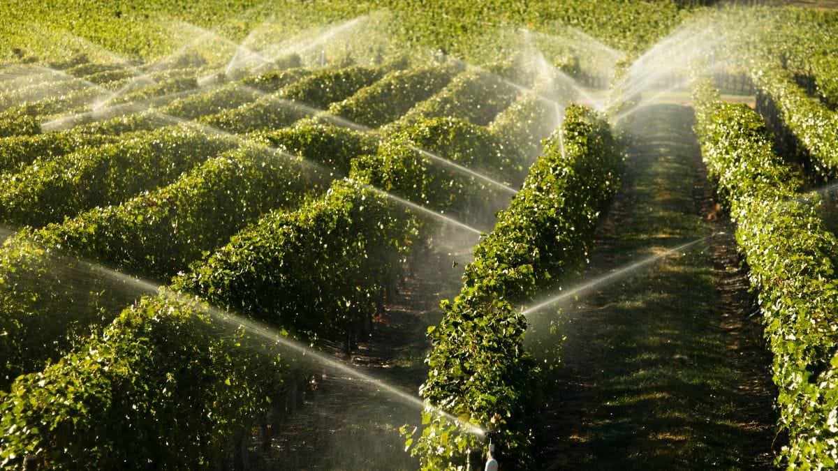 Cómo medir la huella hídrica del vino: claves de la OIV