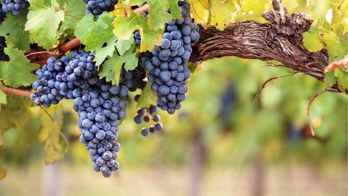 Bodegas Del Álamo Family Vineyards se incorpora a la FEV reforzando el modelo sostenible en Castilla-La Mancha
