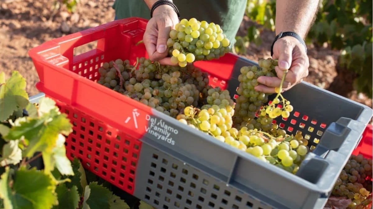 Del Álamo Family Vineyards reduce un 75% el consumo de agua y apuesta por vinos ecológicos y veganos
